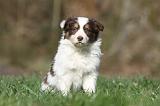 BORDER COLLIE 819